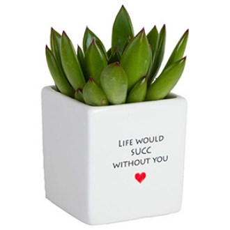 Costa Farms Mini Succulent Plant