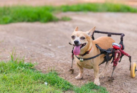 Best Dog Wheelchairs