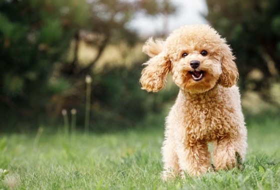 How to stop dog pee from killing grass and tips for repairing the lawn