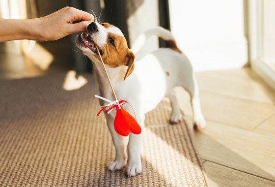 18 cute Valentine's Day pet gifts