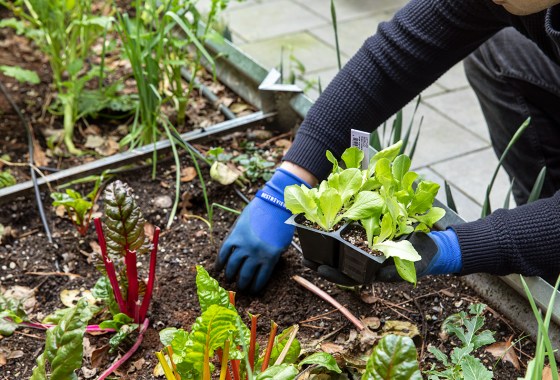 What do you need for spring gardening?