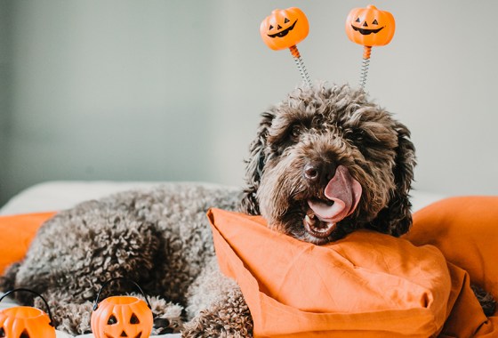 Best Halloween bed sheet