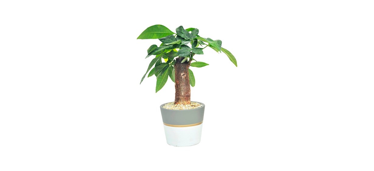 Best Costa Farms Money Tree Best Costa Farms Money Tree