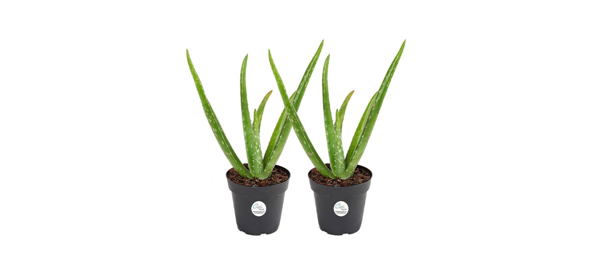 Costa Farms Live Aloe Vera Plants Costa Farms Live Aloe Vera Plants