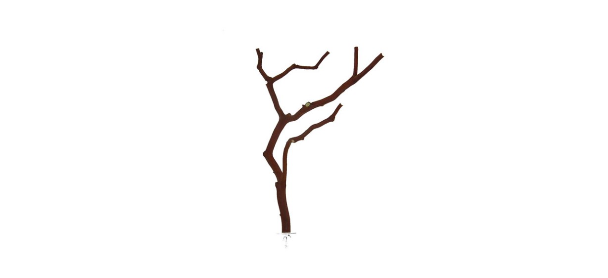 Best Large Manzanita Bird Perch