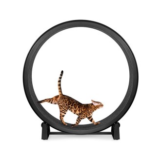 One Fast Cat   Cat Exercise Wheel