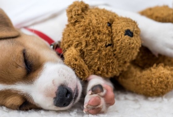 Best Puppy Starter Kits