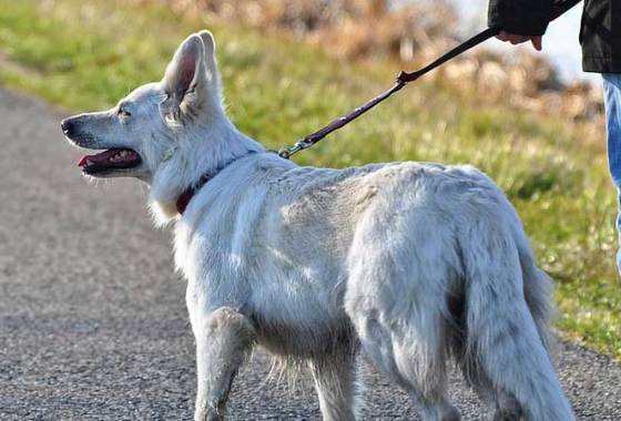 Best Flea Collars for Dogs