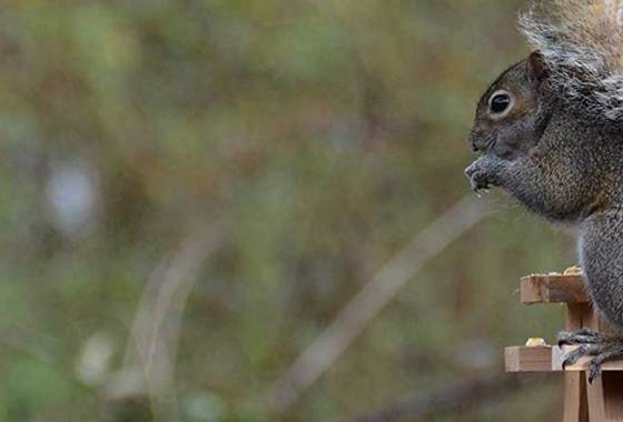 Best Squirrel Feeders