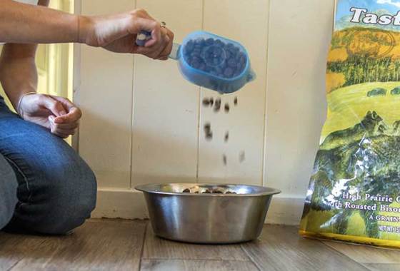 Best Medium Breed Dog Food