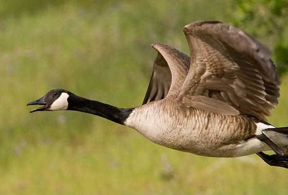 Best Goose Calls