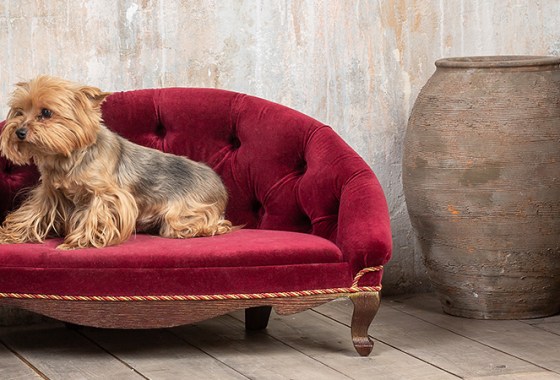 Best Dog Chairs
