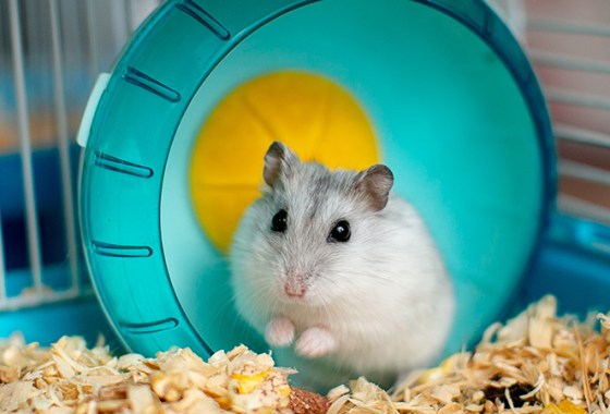 Best Small Animal Cages