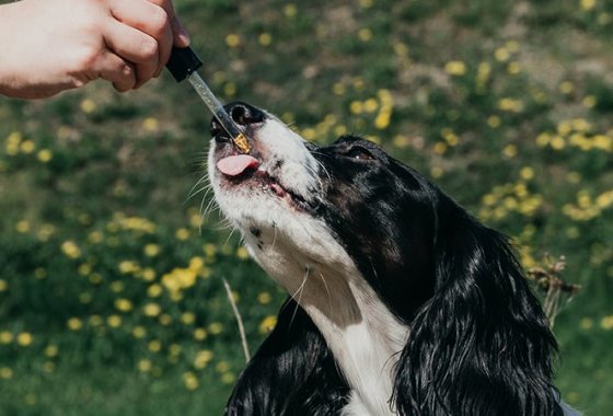 Best CBD Oil for Dogs