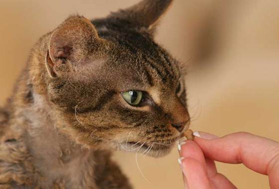 Best Crunchy Cat Treats