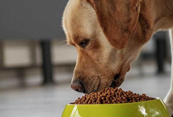 Best Diamond Dog Food