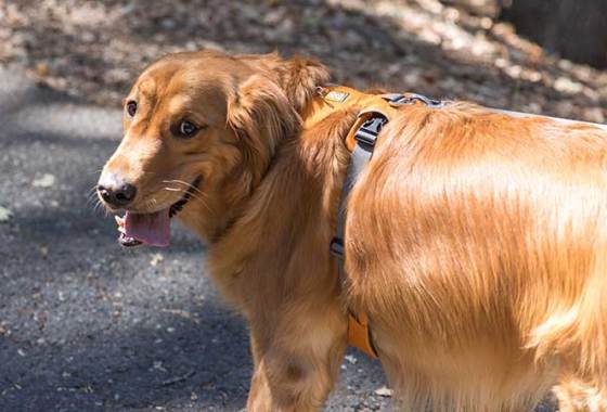 Best Dog Bicycle Leashes