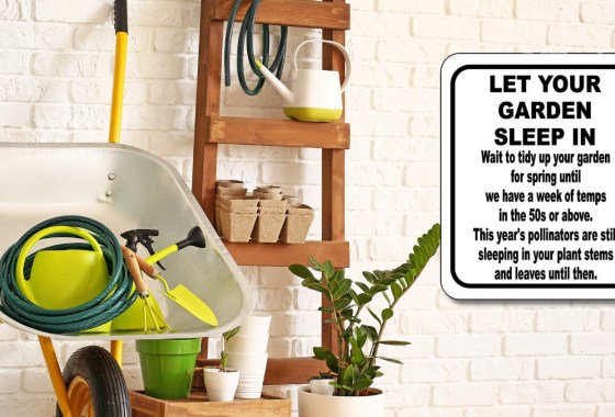 Experts say forget early cleanup and let your spring garden ‘sleep in’