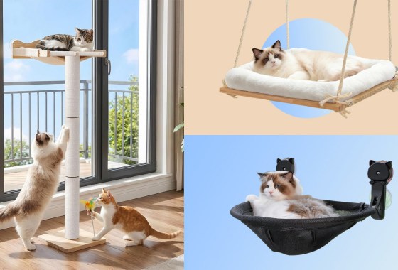 Be a good human and buy your cat a window perch