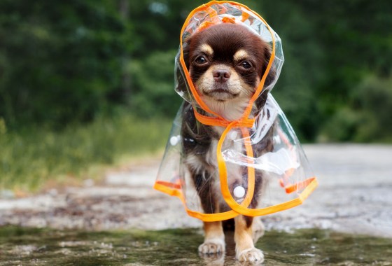 Wet dog smell is real, and these products get rid of it