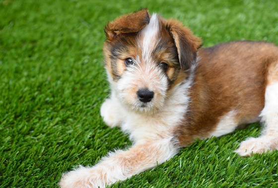 Will your dog only pee on grass? Try these 10 artificial lawn pads