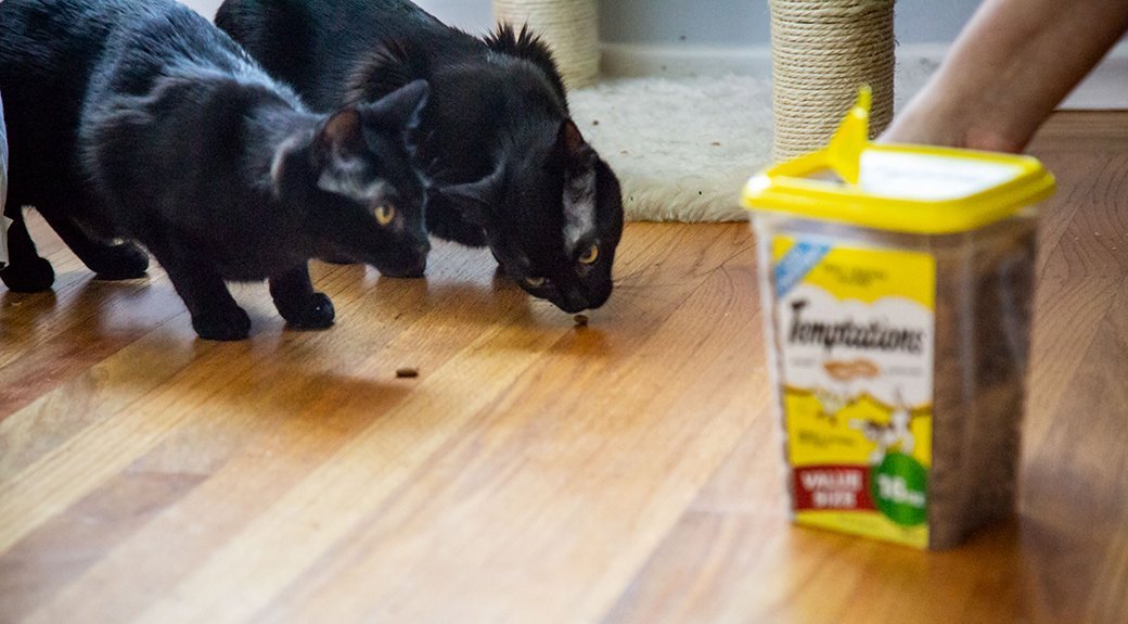 5 Best Cat Treats May 2024 BestReviews