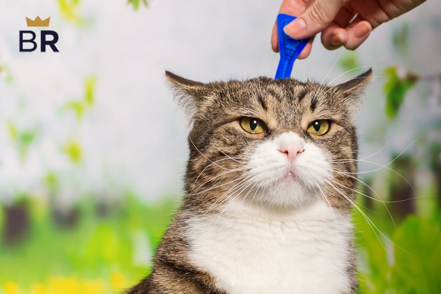 5 Best Cat Flea and Tick Prevention Apr. 2024 BestReviews