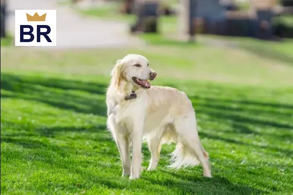 types of invisible fence