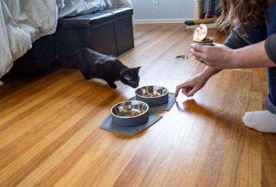 The 8 best Weruva cat foods