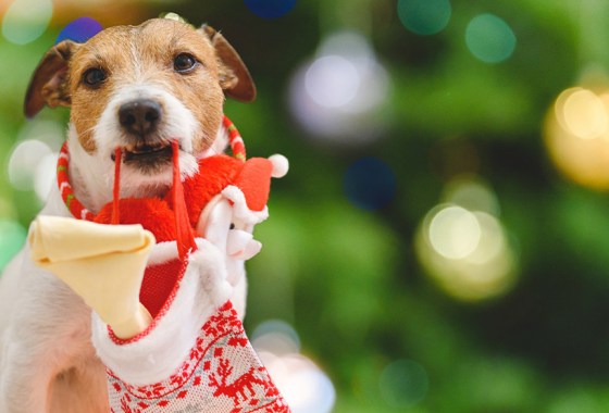 Best stocking stuffers for dogs