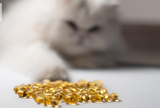 Best fish oil supplement for cats