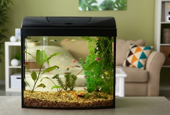 Best cheap fish tank