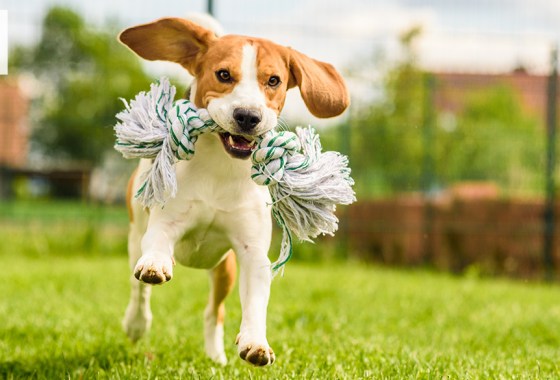 Best Petsmart dog toy