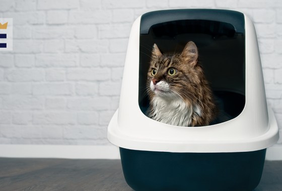 Best crystal cat litter