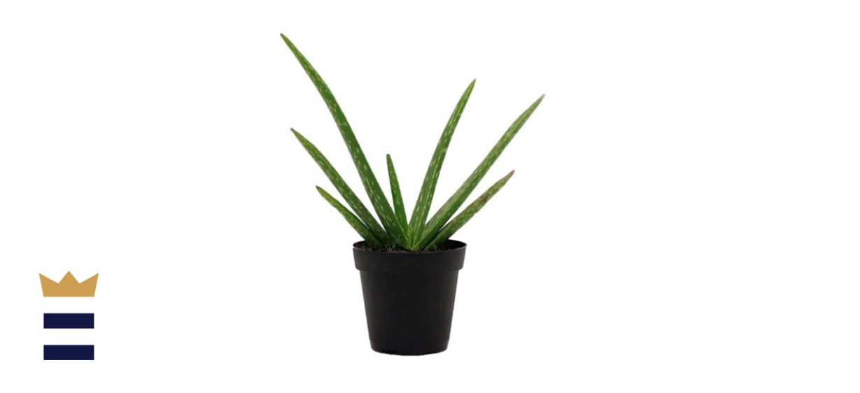 Aloe Vera Plant