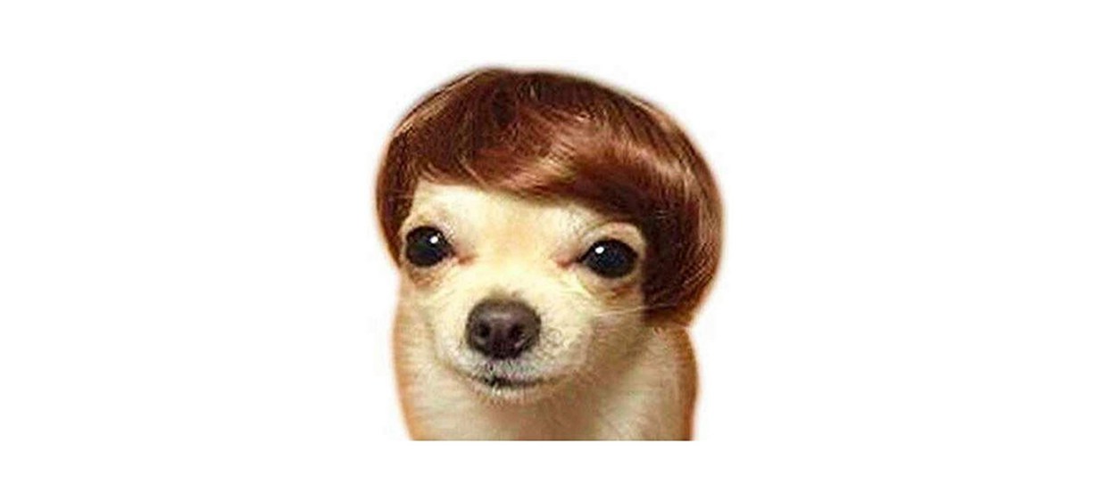 Best Mesinurs Dog Wig
