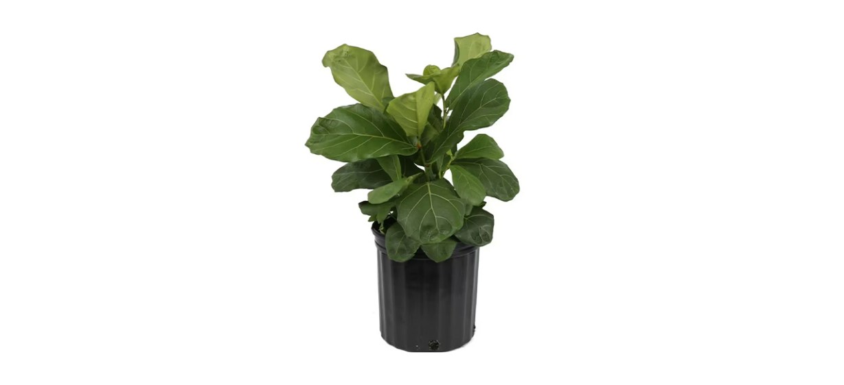 Best Costa Farms - Fiddle Leaf Fig in Black Grower Pot