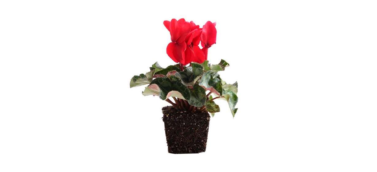 Best Plants by Post - Cyclamen Latinia Live Flowering Plant