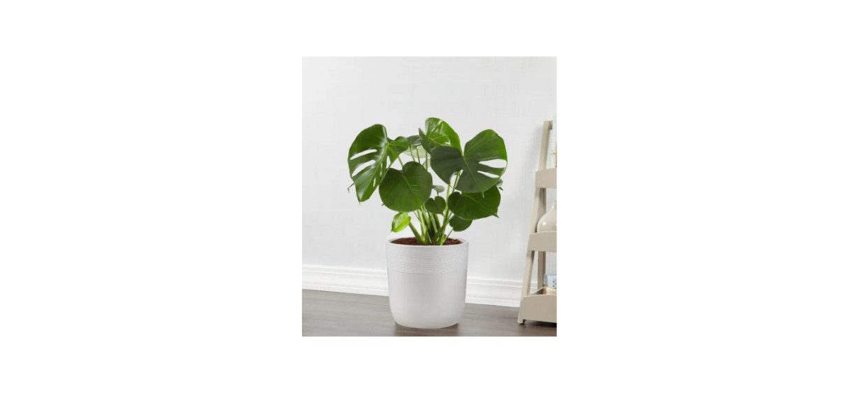 Monstera Deliciosa Floor Plant