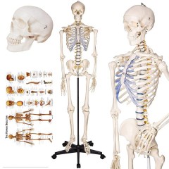 TakeTex Life-Size Human Skeleton Model